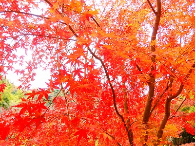 建長寺の紅葉の写真